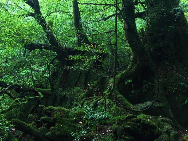 WhatsApp不点进去也能看到消息吗？